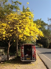 Photo1.咲き誇る真っ黄色の花たち.JPGのサムネール画像のサムネール画像